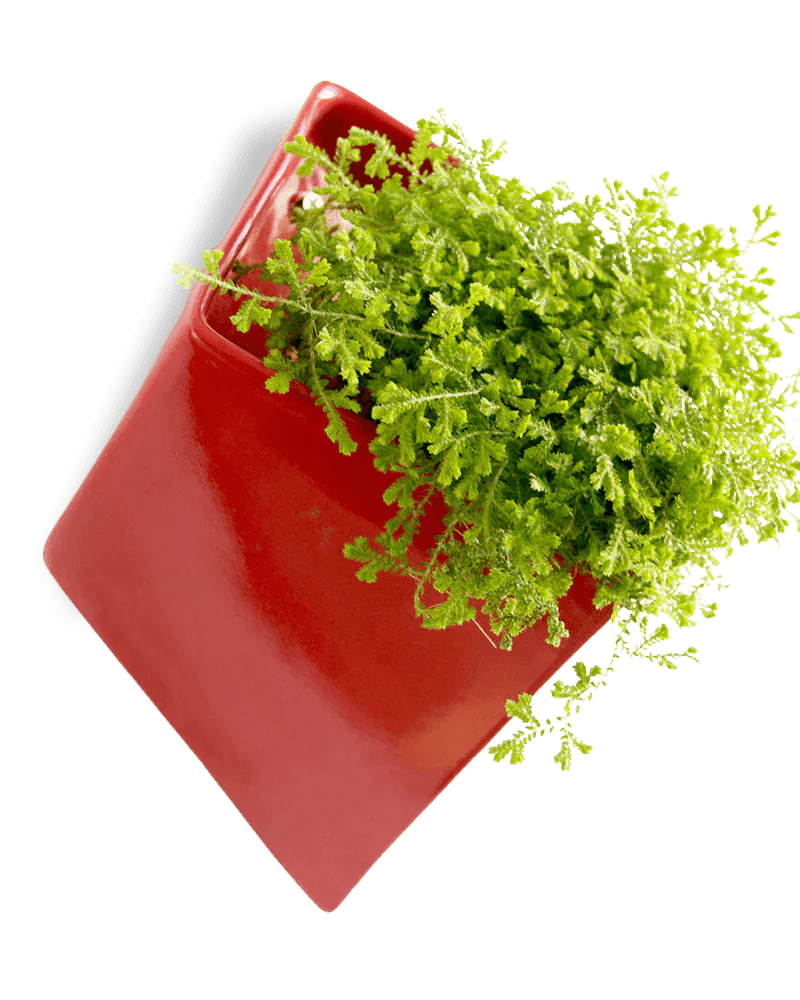 Slab Wall Planter 24pc Kit - Large - Chive US Wholesale