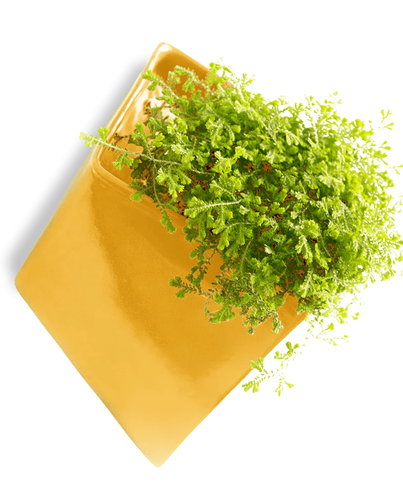 Slab Wall Planter 24pc Kit - Large - Chive US Wholesale
