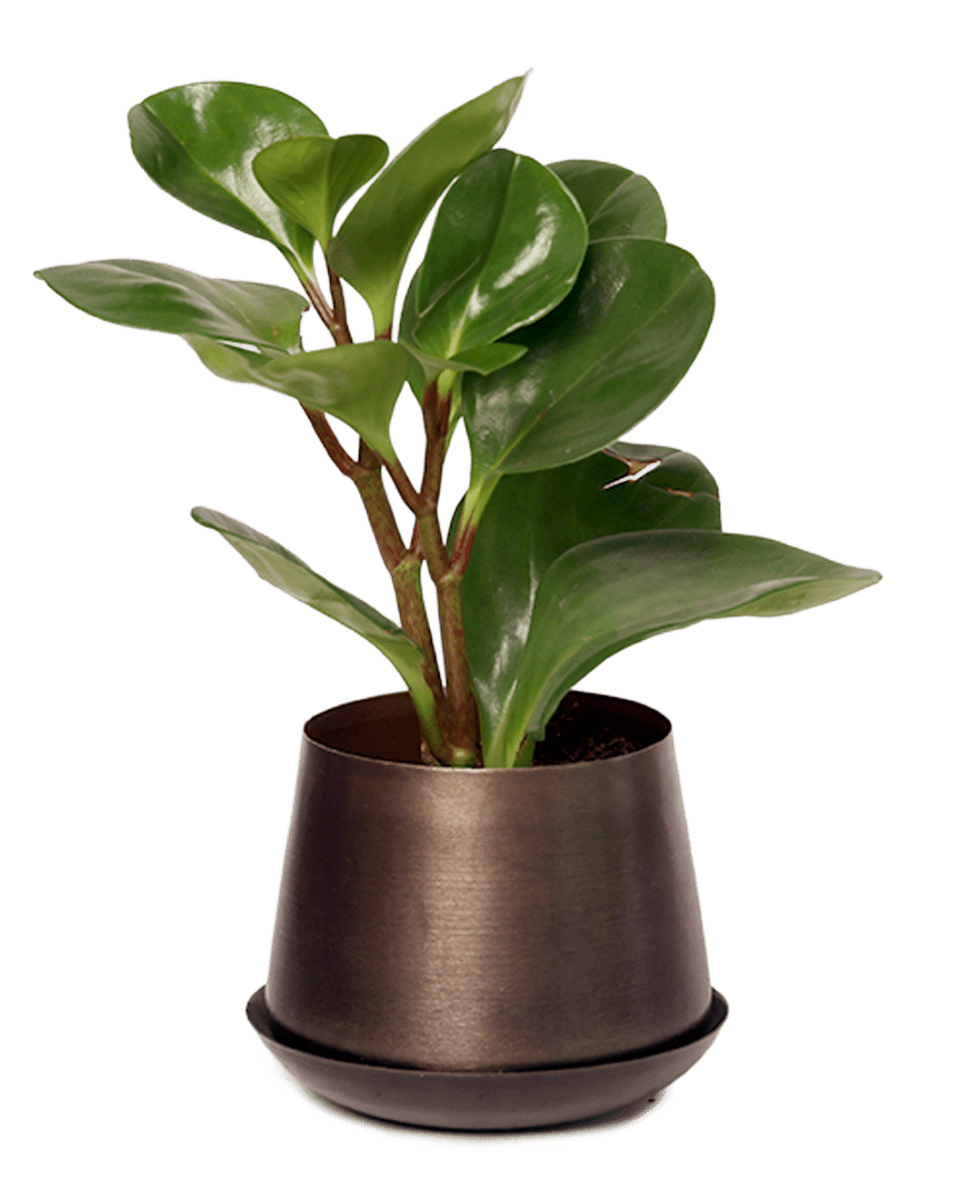 Joe Metal Pot With Drainage Hole - Chive US Wholesale