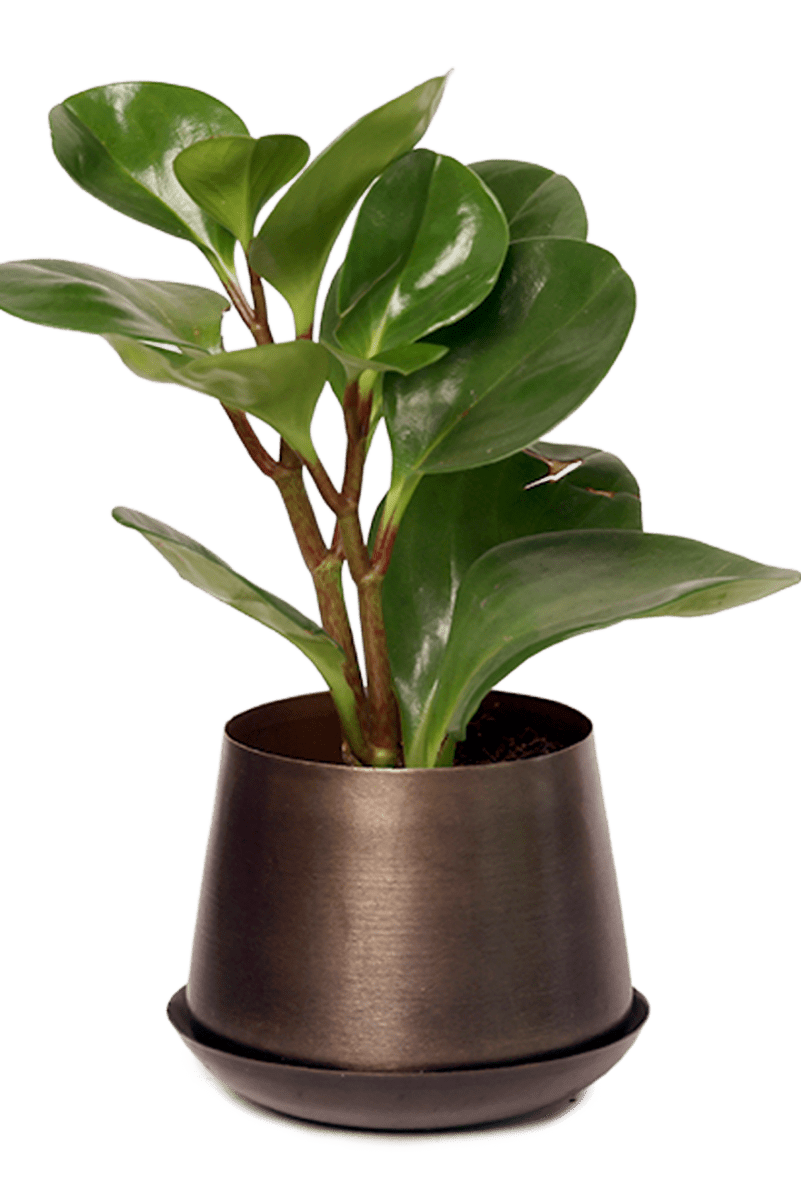 Joe Metal Pot With Drainage Hole - Chive US Wholesale