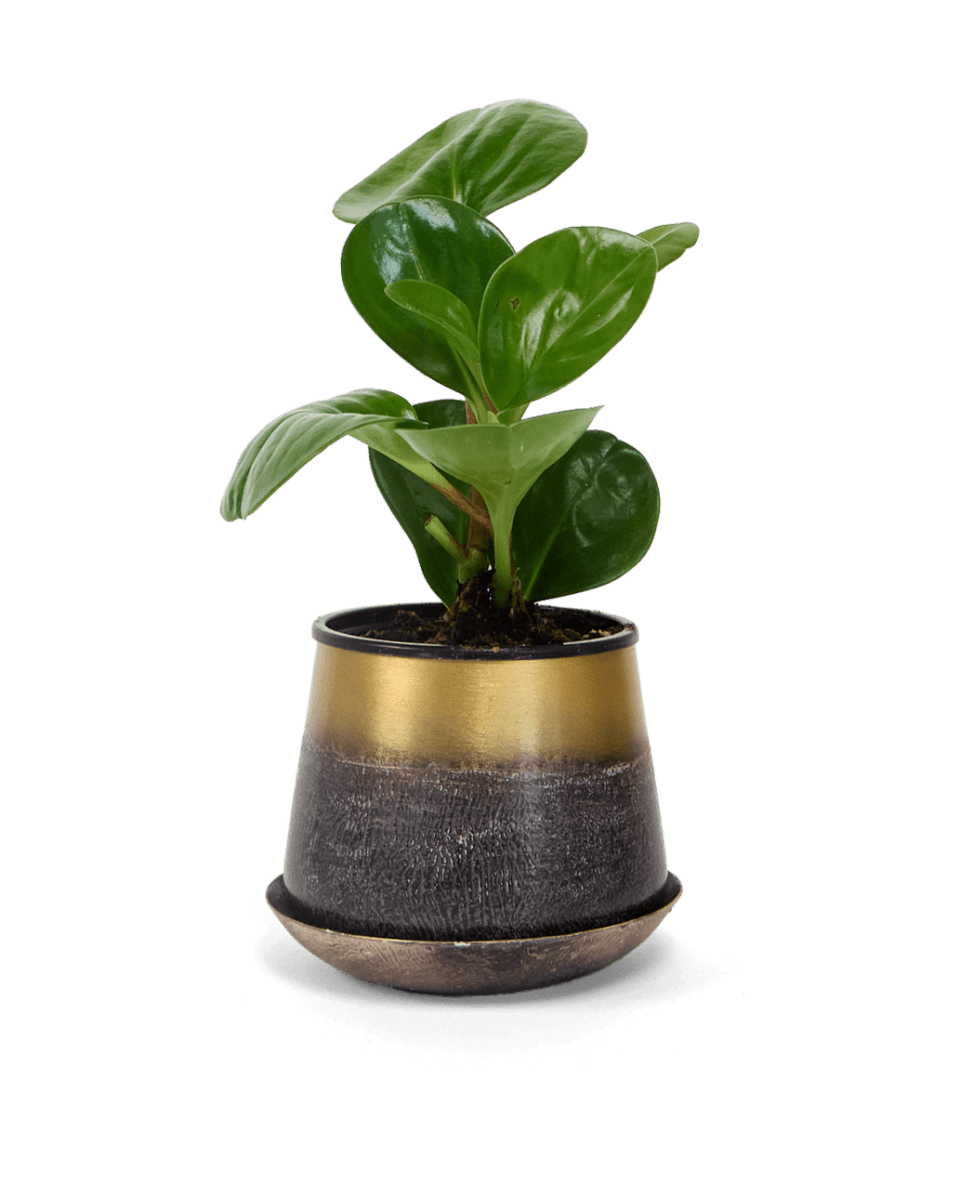 Joe Metal Pot With Drainage Hole - Chive US Wholesale