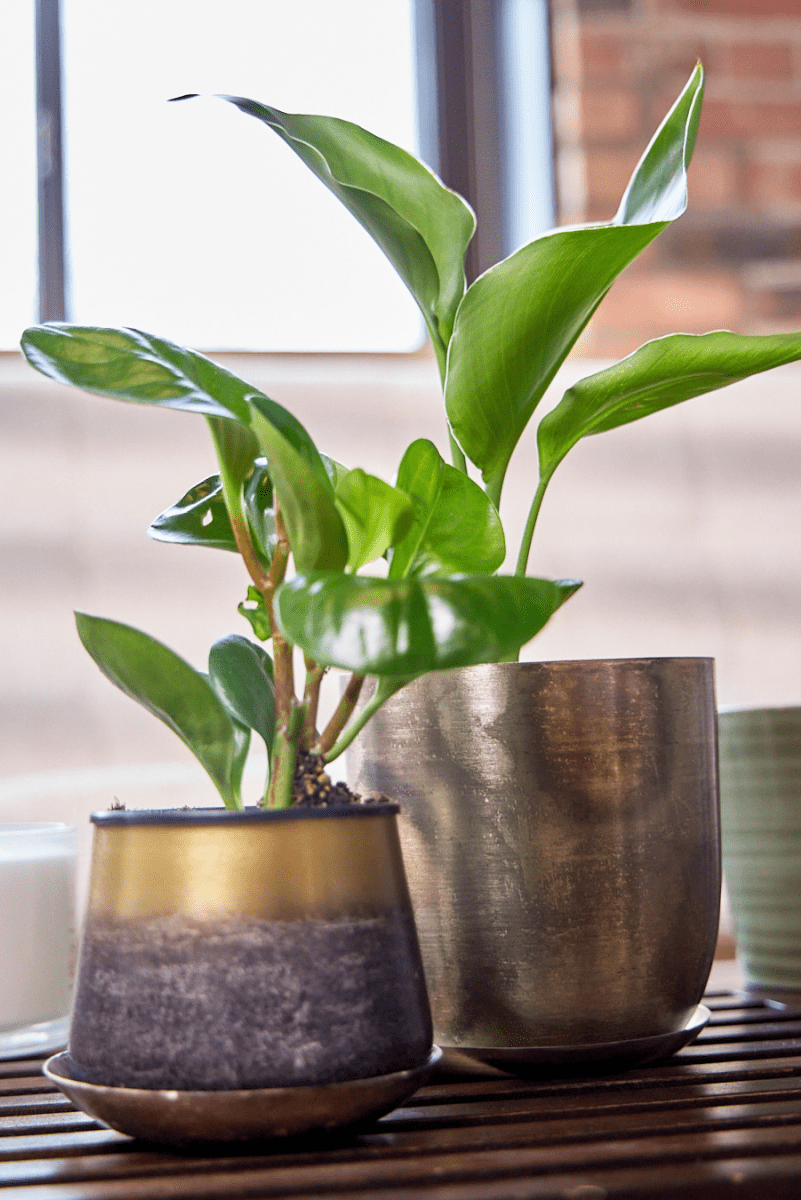 Joe Metal Pot With Drainage Hole - Chive US Wholesale