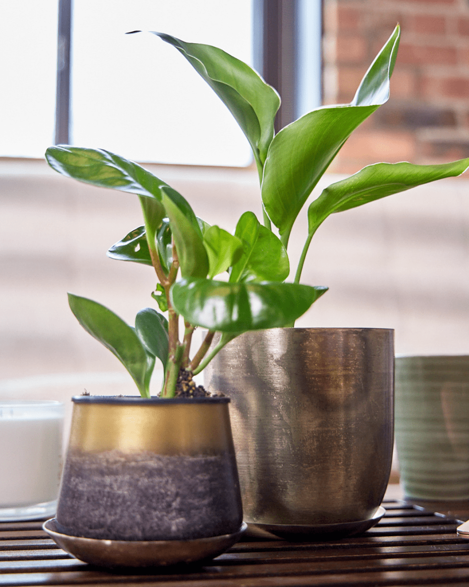 Joe Metal Pot With Drainage Hole - Chive US Wholesale