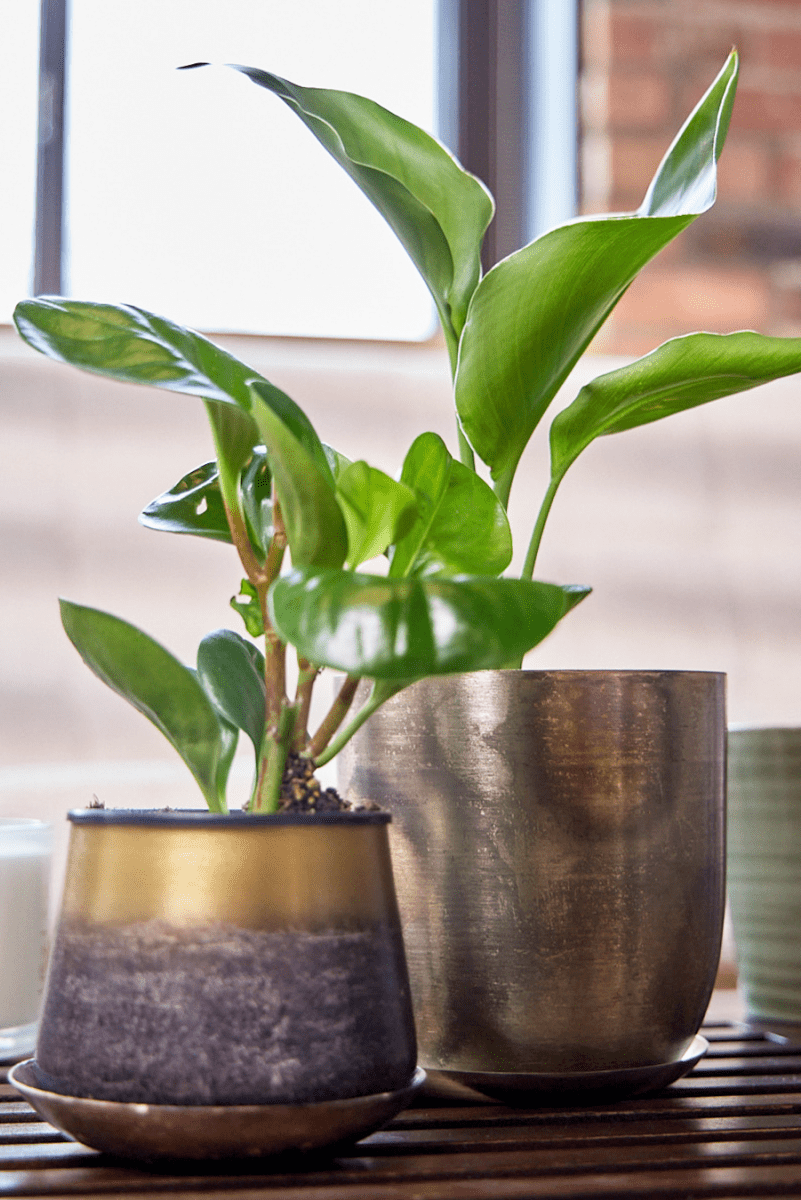 Joe Metal Pot With Drainage Hole - Chive US Wholesale