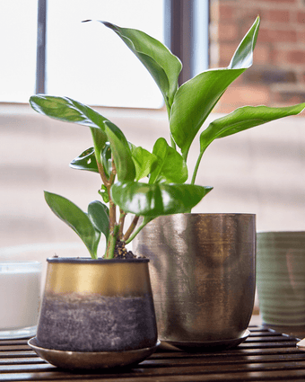 Joe Metal Pot With Drainage Hole - Chive US Wholesale