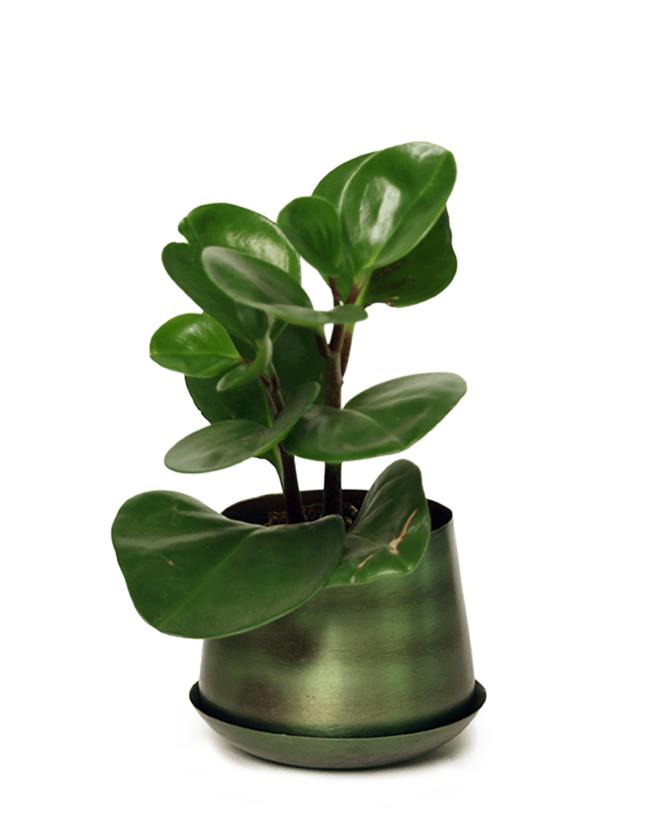 Joe Metal Pot With Drainage Hole - Chive US Wholesale