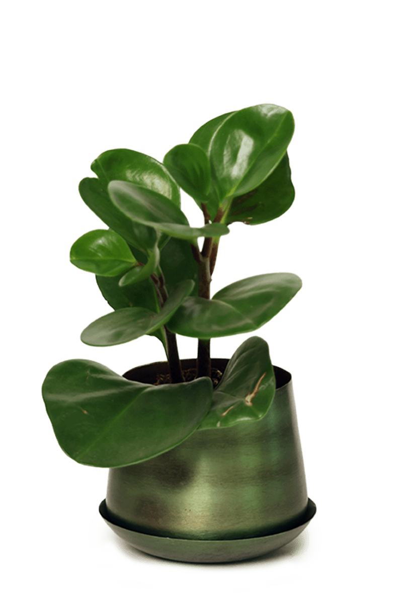 Joe Metal Pot With Drainage Hole - Chive US Wholesale