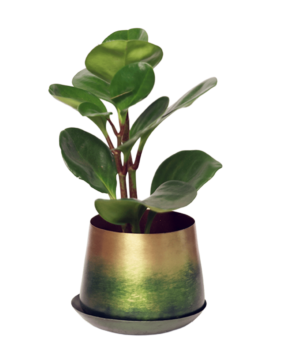 Joe Metal Pot With Drainage Hole - Chive US Wholesale