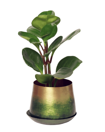 Joe Metal Pot With Drainage Hole - Chive US Wholesale