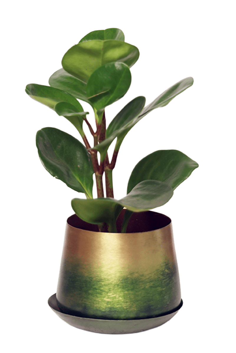 Joe Metal Pot With Drainage Hole - Chive US Wholesale