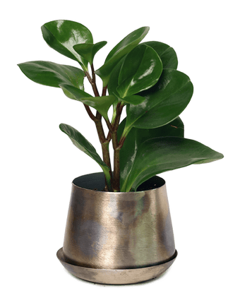 Joe Metal Pot With Drainage Hole - Chive US Wholesale