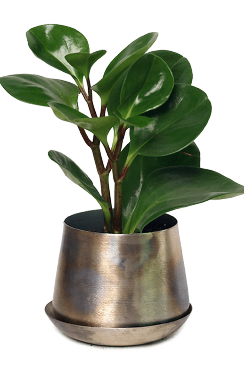 Joe Metal Pot With Drainage Hole - Chive US Wholesale