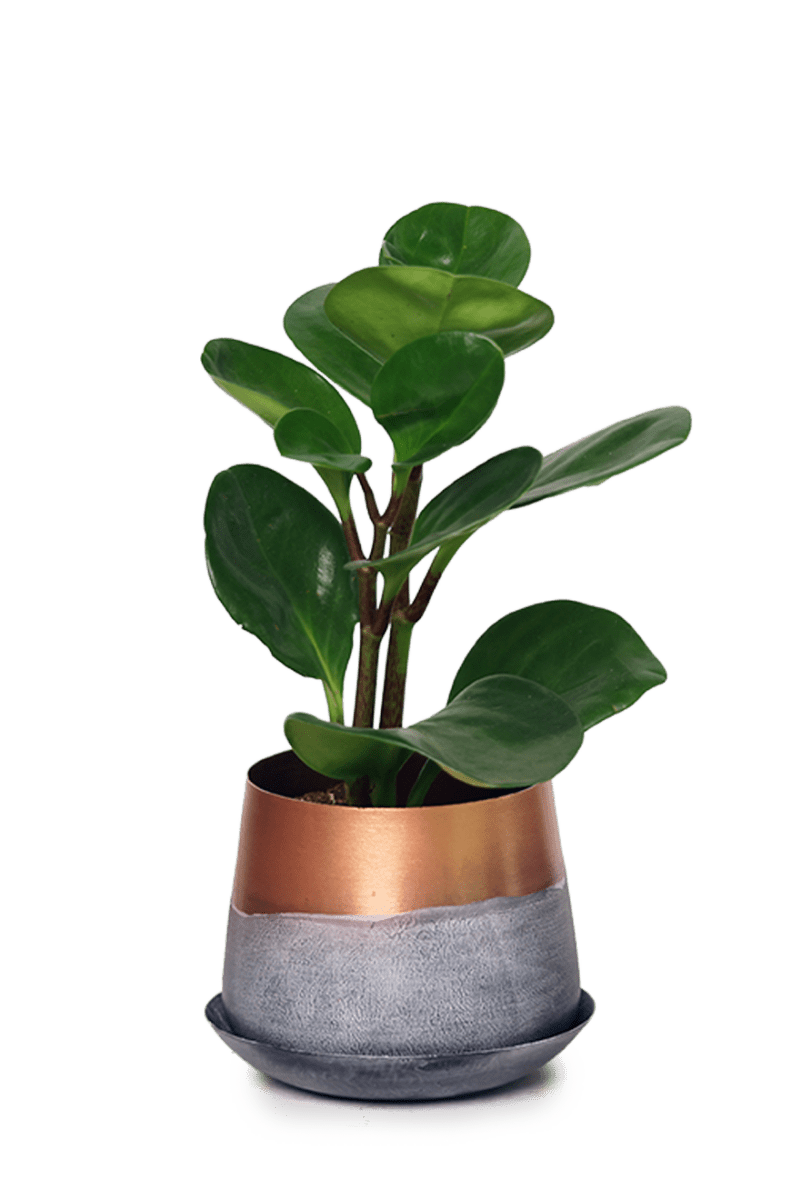 Joe Metal Pot With Drainage Hole - Chive US Wholesale