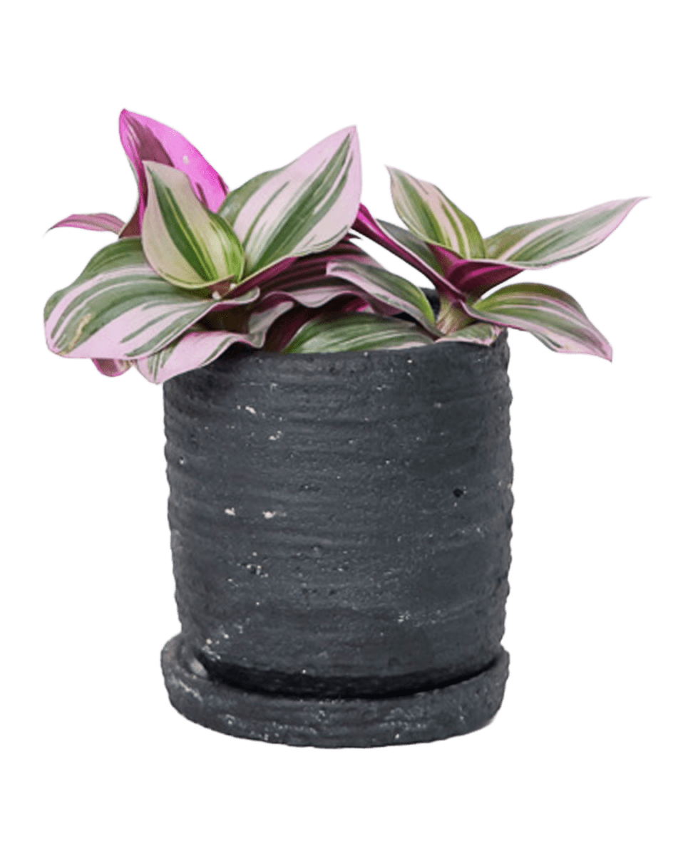 Paul Ceramic Pot And Saucer Set With Drainage - Chive US Wholesale