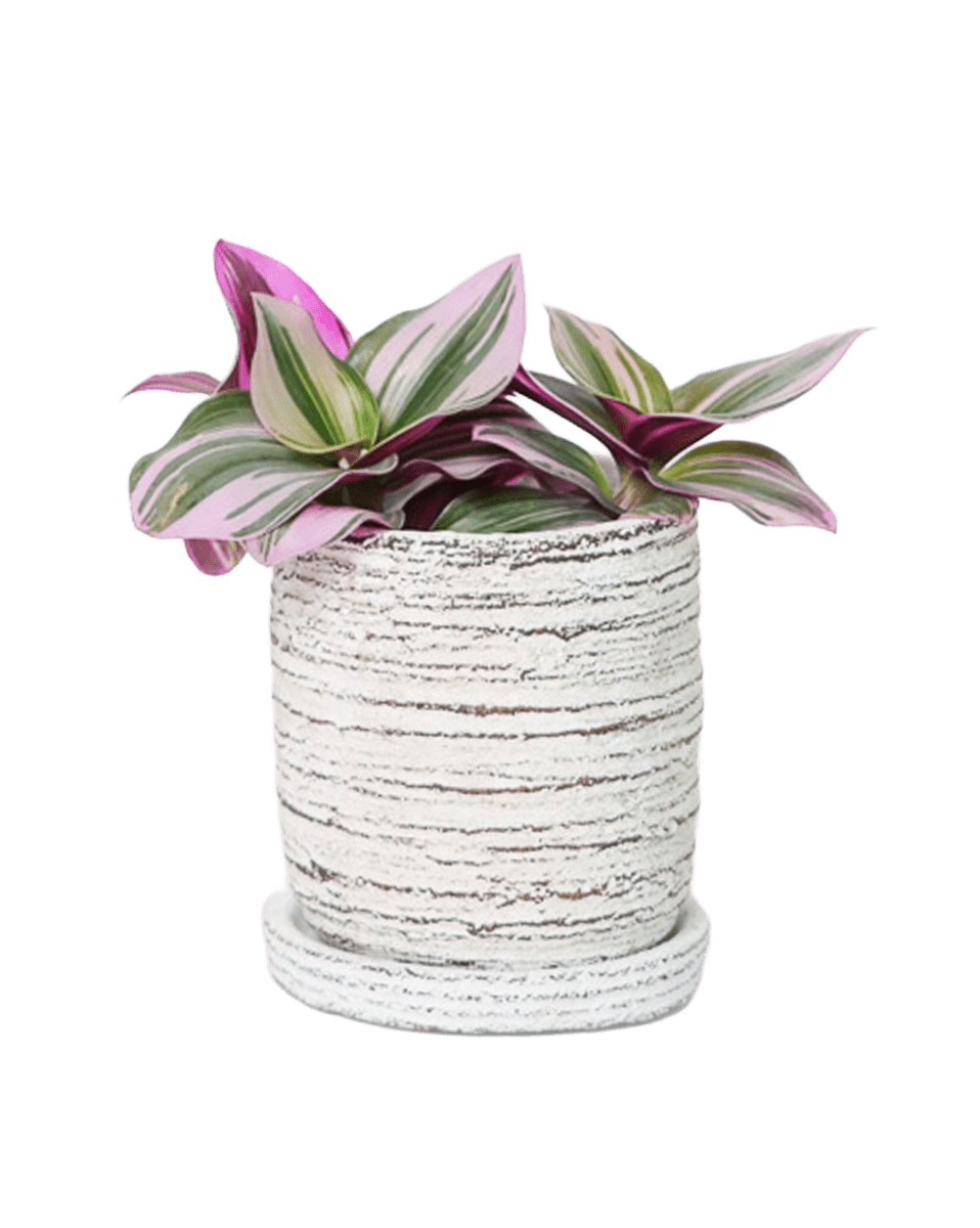 Paul Ceramic Pot And Saucer Set With Drainage - Chive US Wholesale