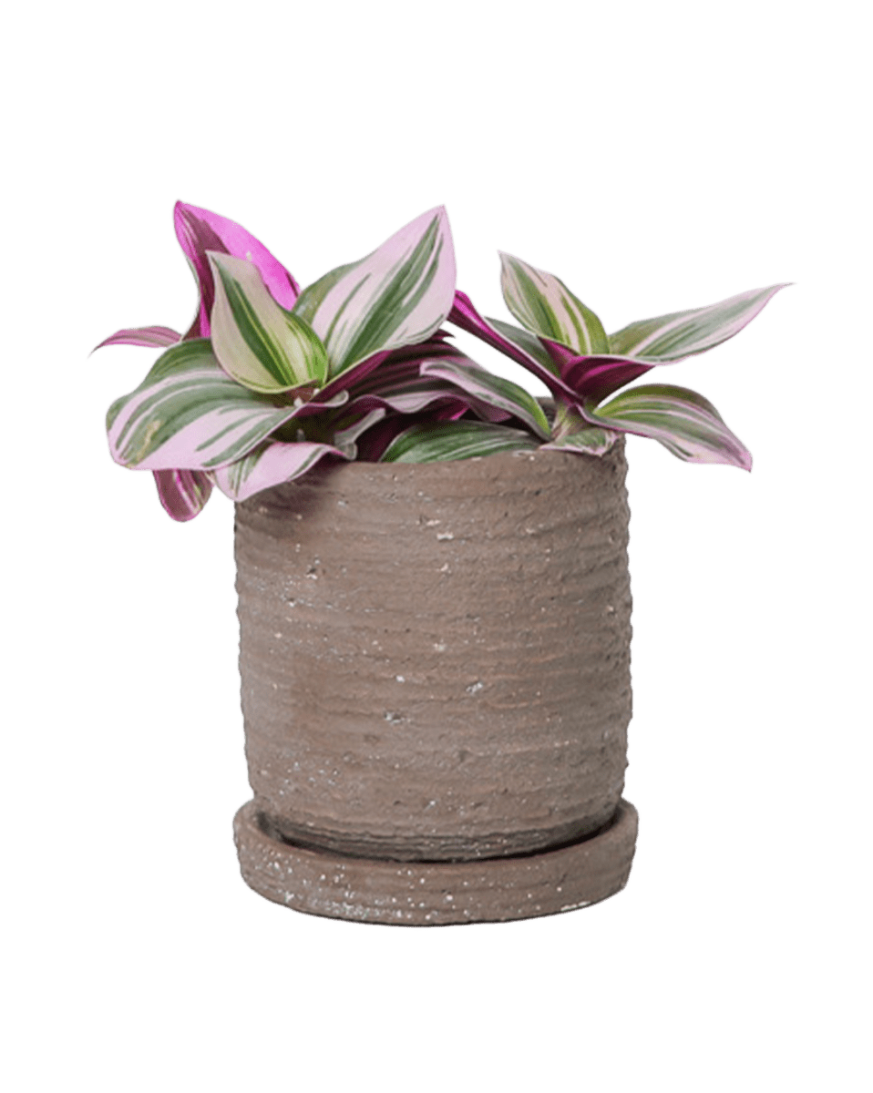 Paul Ceramic Pot And Saucer Set With Drainage - Chive US Wholesale