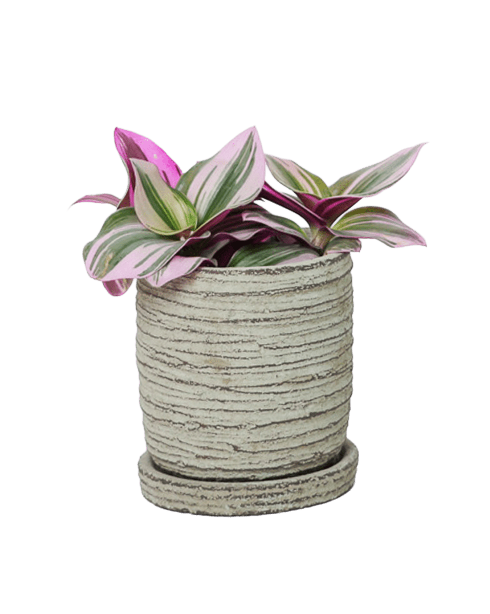 Paul Ceramic Pot And Saucer Set With Drainage - Chive US Wholesale