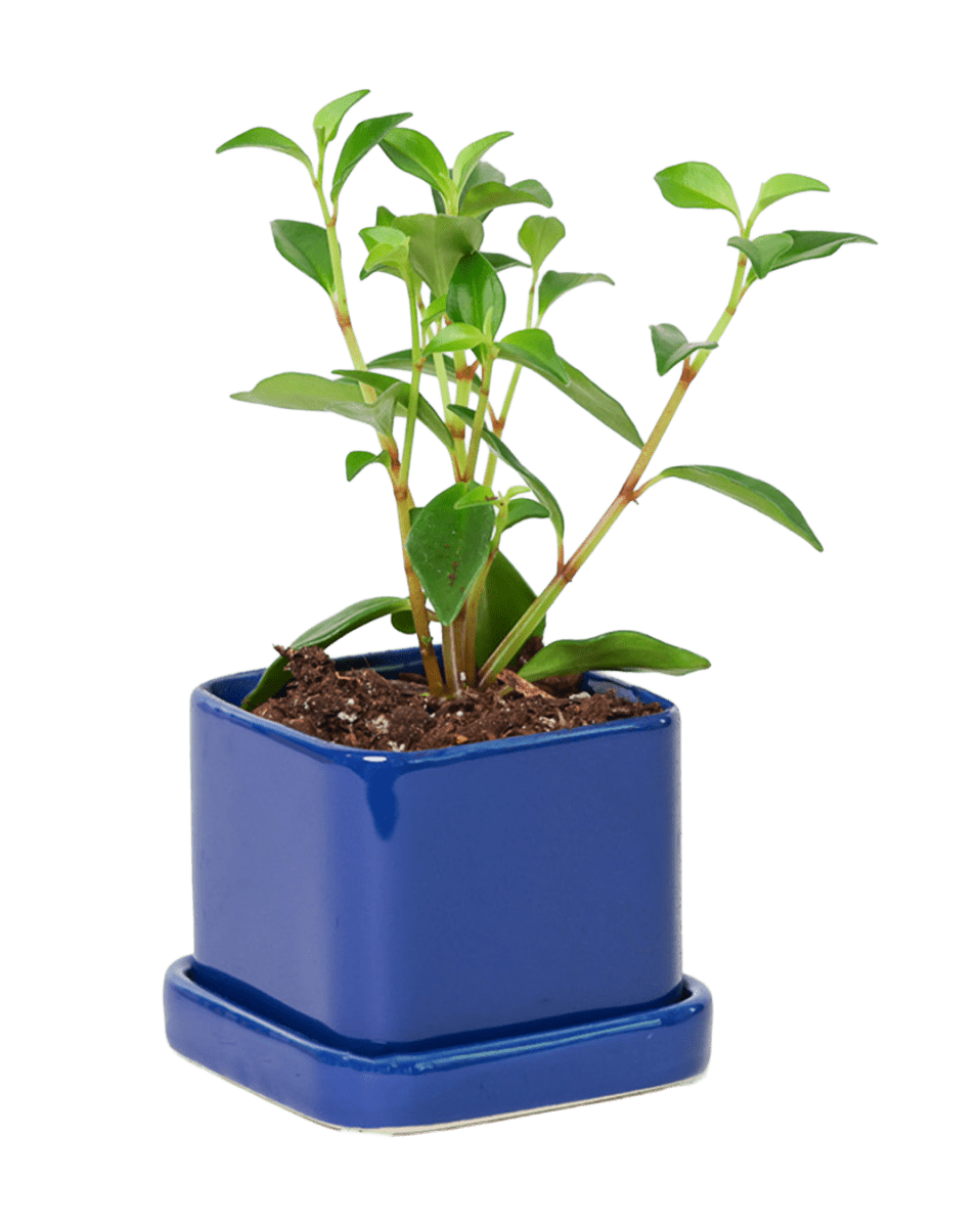 Svek Ceramic Pot And Saucer With Drainage Hole - Chive US Wholesale