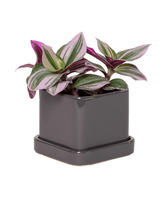 Svek Ceramic Pot And Saucer With Drainage Hole - Chive US Wholesale