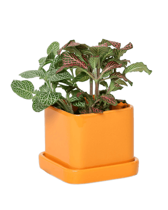 Svek Ceramic Pot And Saucer With Drainage Hole - Chive US Wholesale