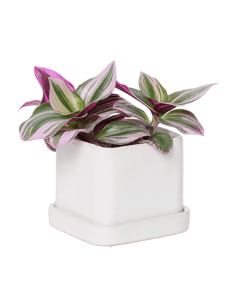 Svek Ceramic Pot And Saucer With Drainage Hole - Chive US Wholesale