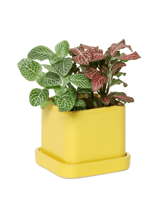 Svek Ceramic Pot And Saucer With Drainage Hole - Chive US Wholesale