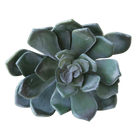 Premium Artificial Succulents - Lifelike Botanical Decor - Chive US Wholesale