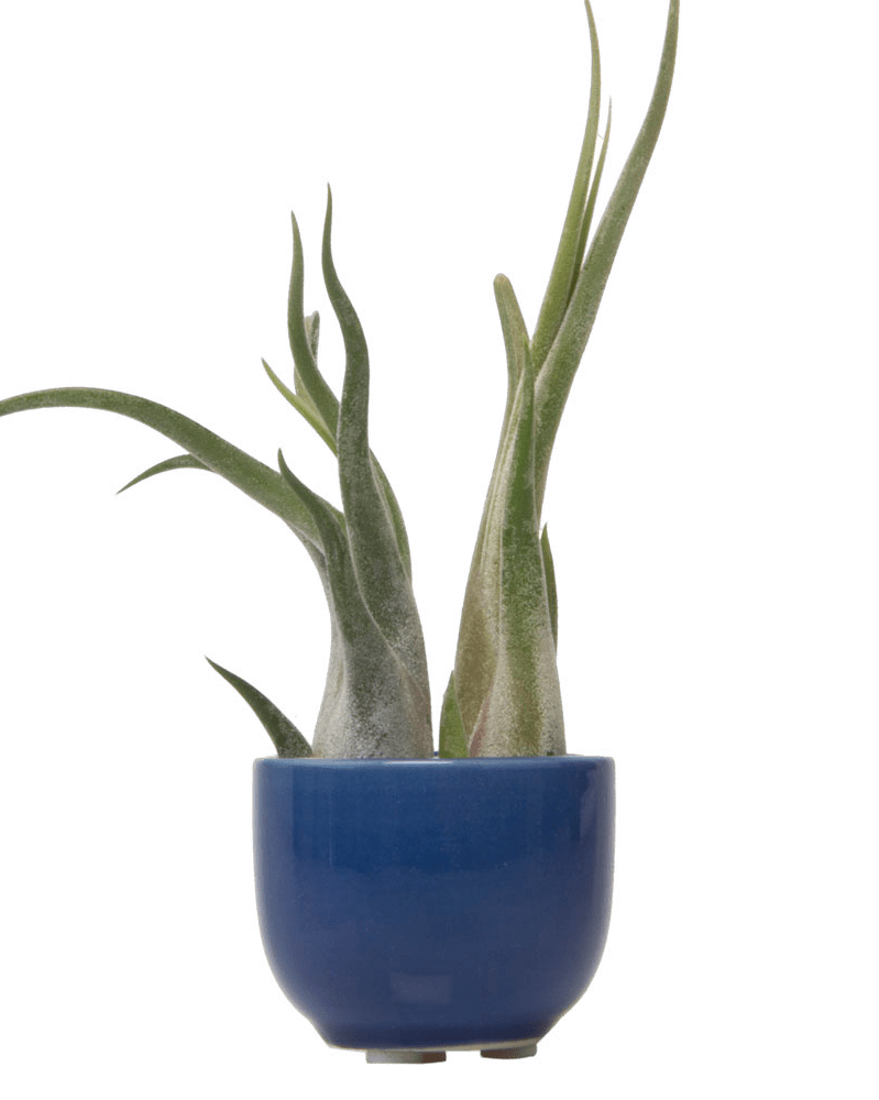 Succulent Cup Ceramic For Weddings - Chive US Wholesale