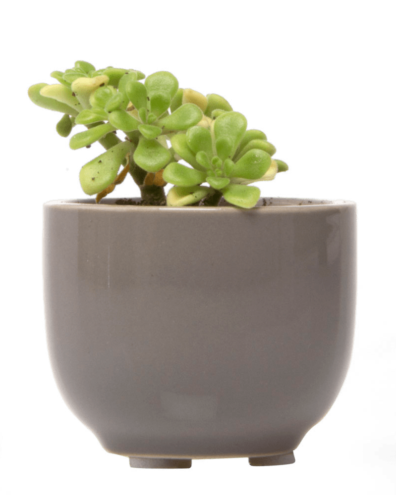 Succulent Cup Ceramic For Weddings - Chive US Wholesale