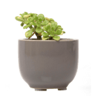 Succulent Cup Ceramic For Weddings - Chive US Wholesale