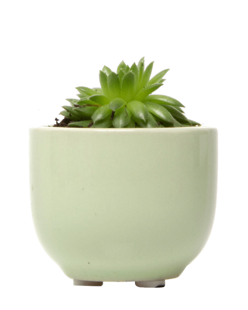 Succulent Cup Ceramic For Weddings - Chive US Wholesale