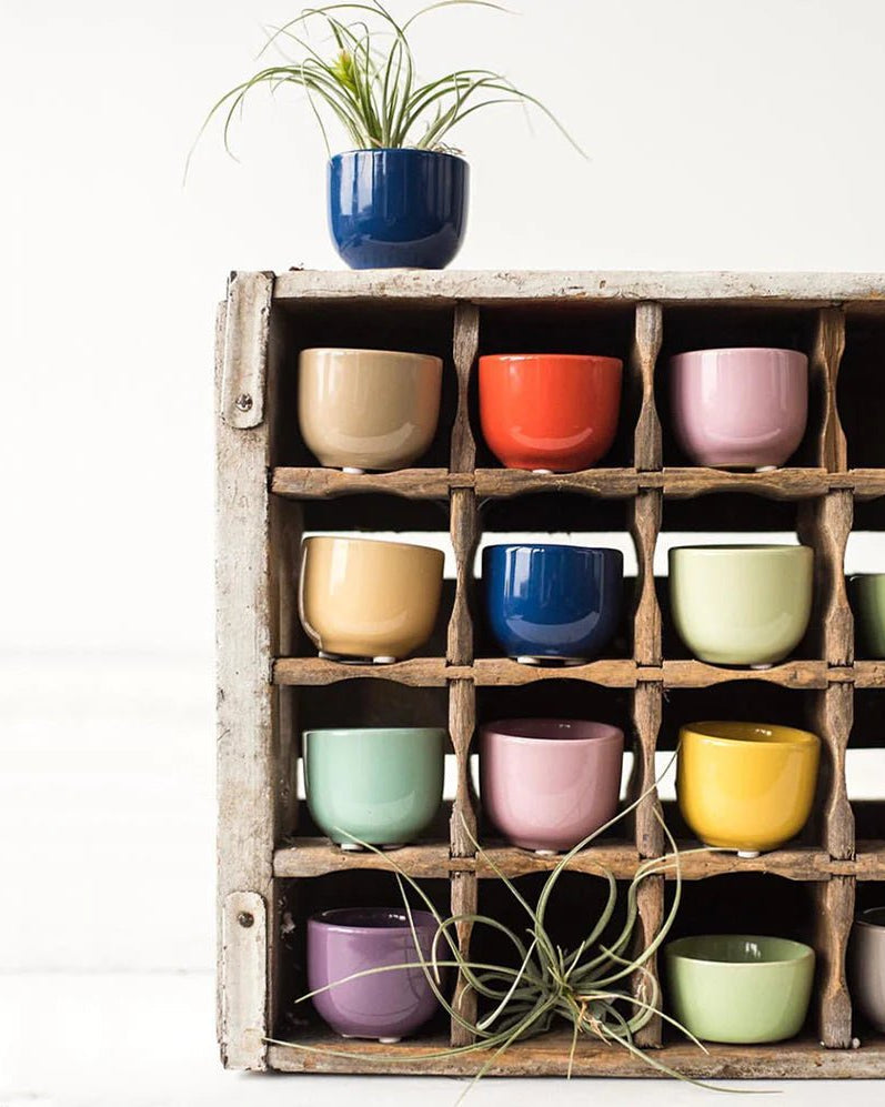 Succulent Cup Ceramic Planter Kit - Chive US Wholesale
