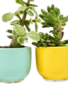 Succulent Cup Ceramic For Weddings - Chive US Wholesale