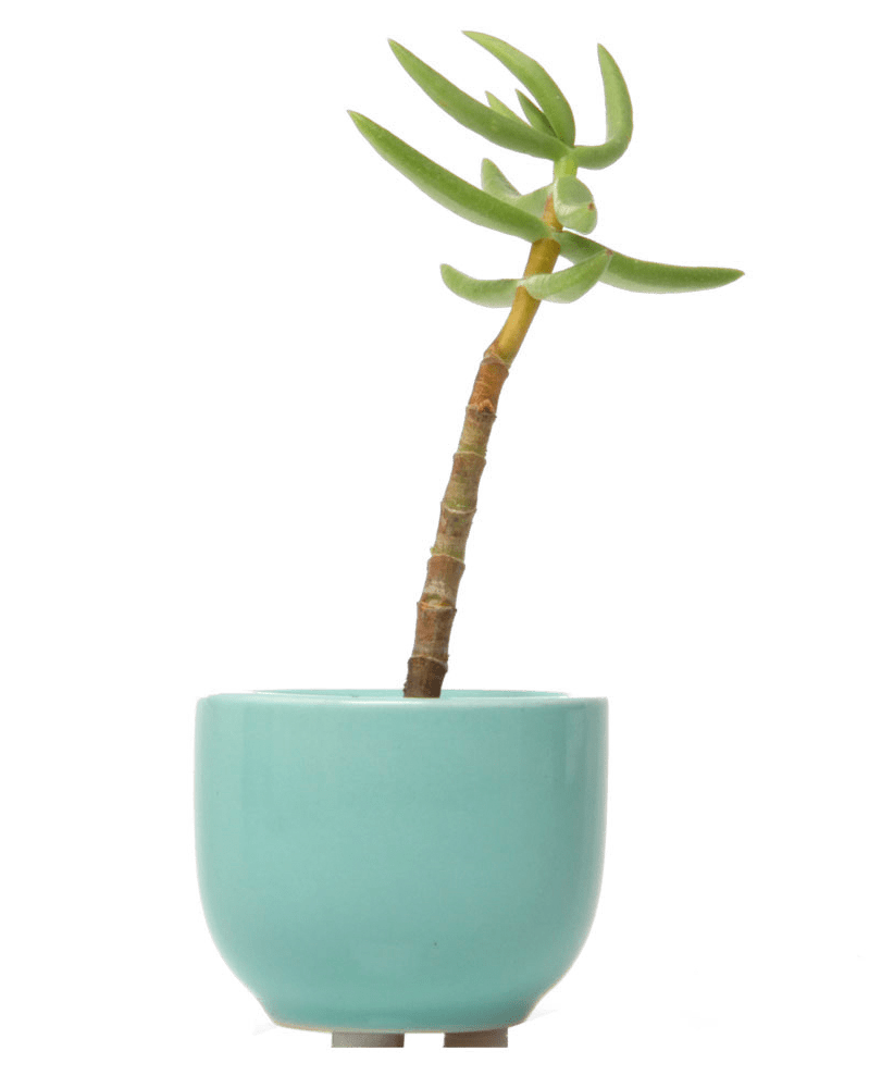 Succulent Cup Ceramic For Weddings - Chive US Wholesale