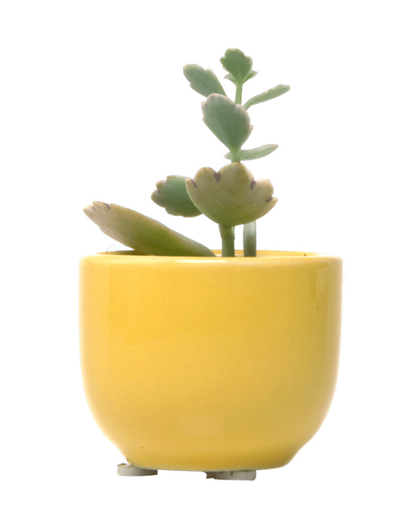 Succulent Cup Ceramic For Weddings - Chive US Wholesale