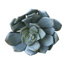 Succulents Fake Faux Lifelike Decorative Things - Chive US Wholesale