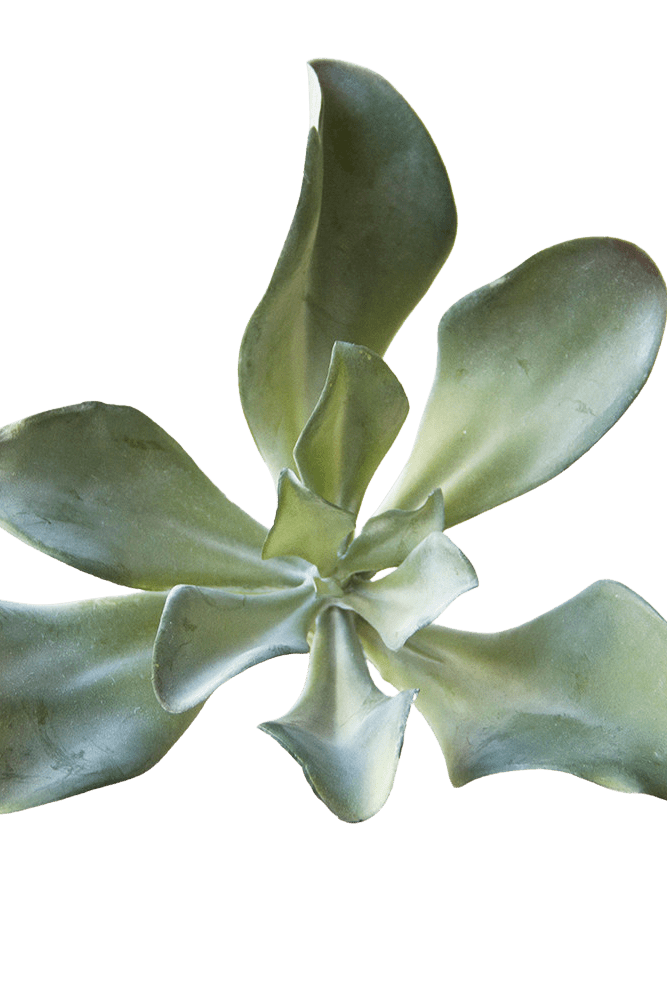 Succulents Fake Faux Lifelike Decorative Things - Chive US Wholesale