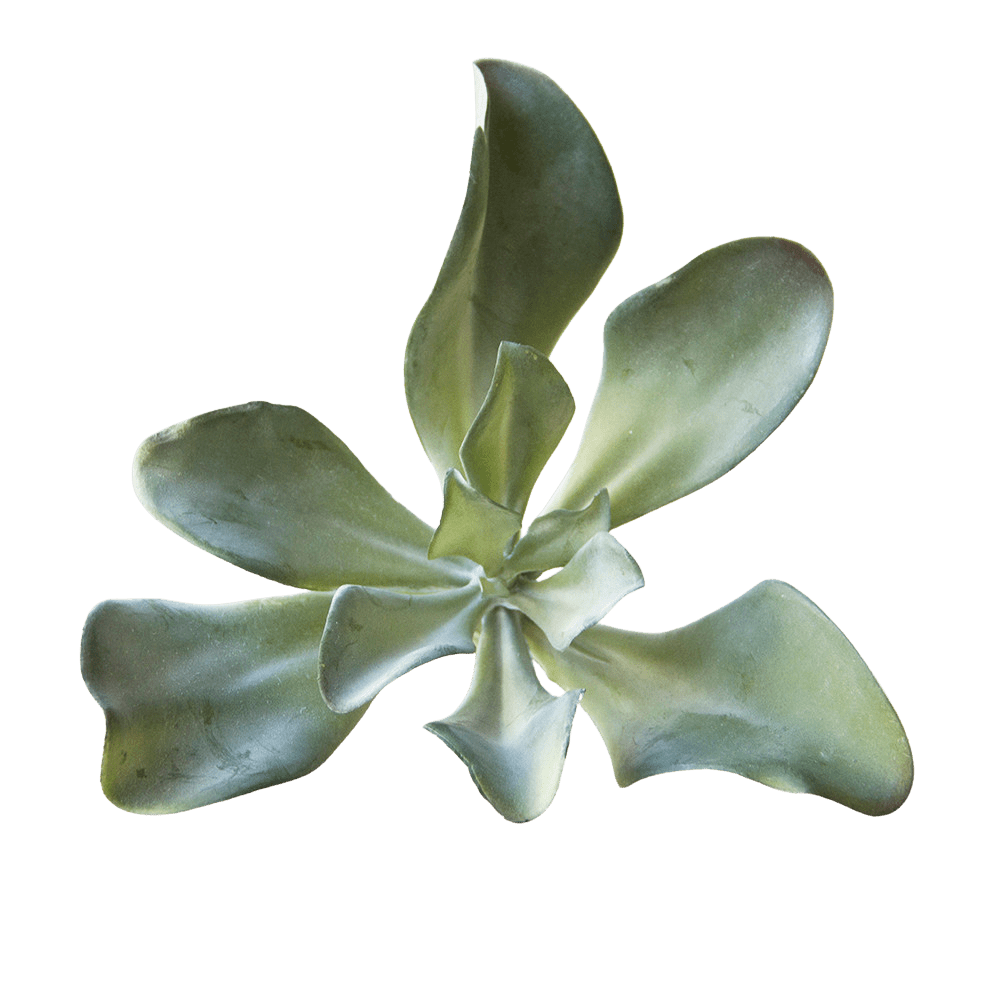 Succulents Fake Faux Lifelike Decorative Things - Chive US Wholesale