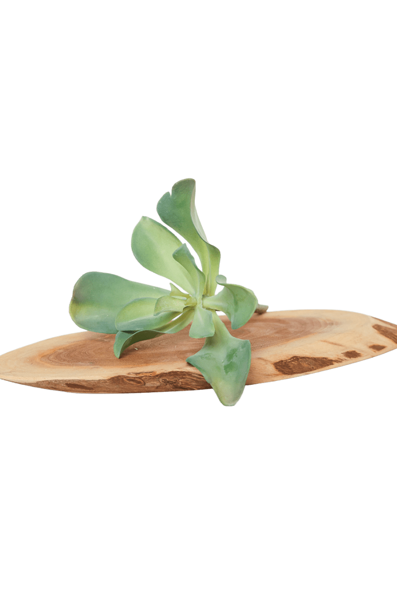 Succulents Fake Faux Lifelike Decorative Things - Chive US Wholesale