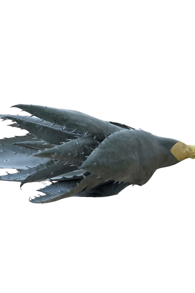 Succulents Fake Faux Lifelike Decorative Things - Chive US Wholesale