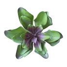 Succulents Fake Faux Lifelike Decorative Things - Chive US Wholesale
