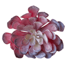 Succulents Fake Faux Lifelike Decorative Things - Chive US Wholesale