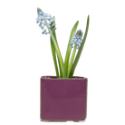 Svek Ceramic Indoor Succulent Pot Kits - Chive US Wholesale