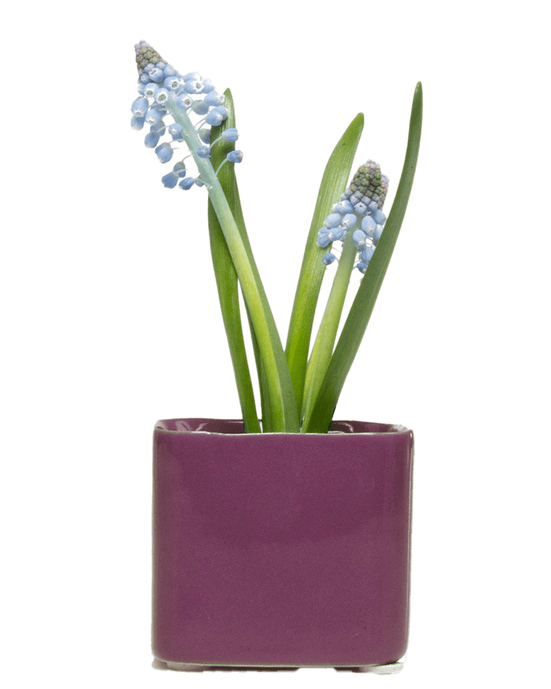 Svek Ceramic Indoor Succulent Pot Kits - Chive US Wholesale