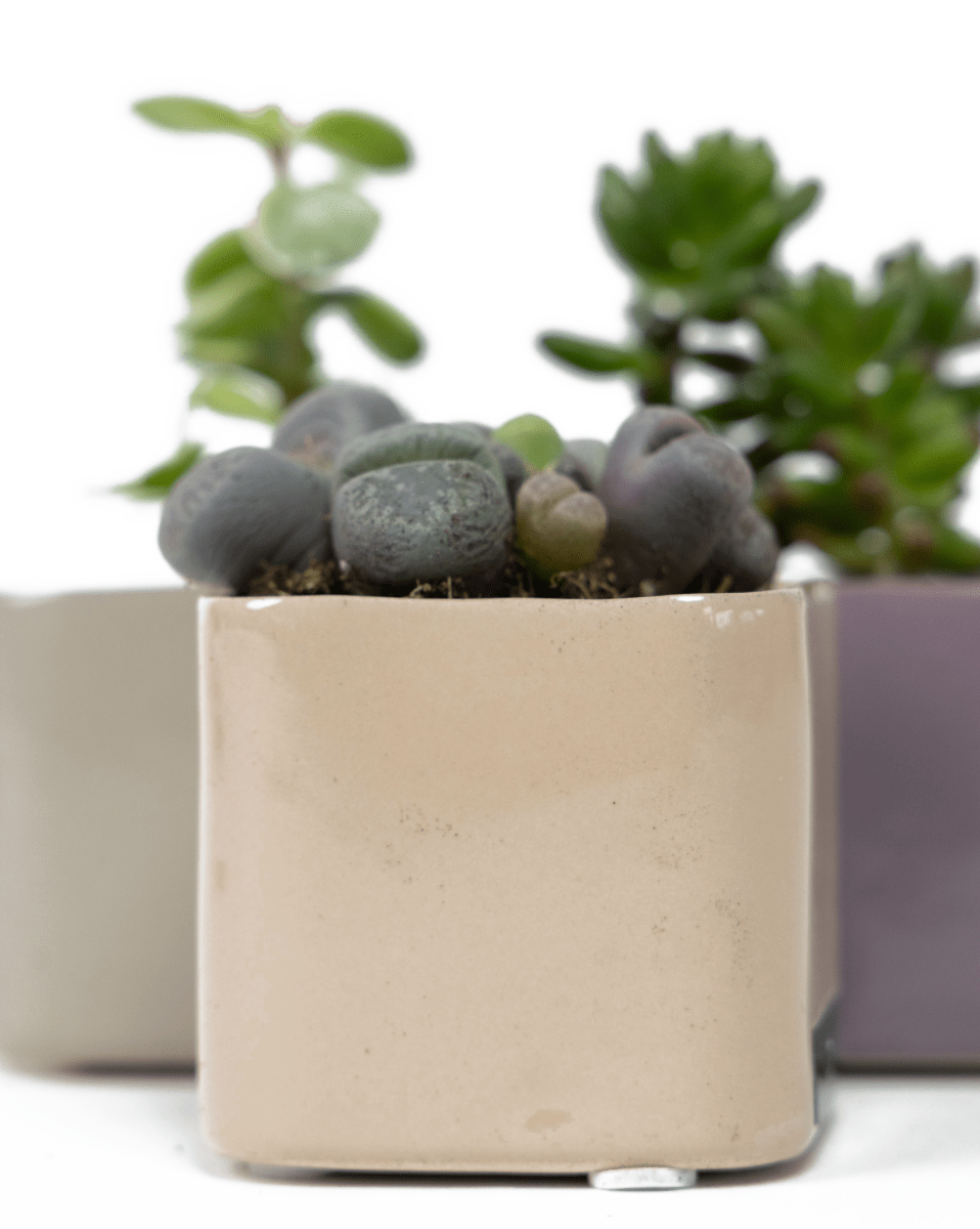 Svek Ceramic Indoor Succulent Pot - Chive US Wholesale