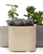 Svek Ceramic Indoor Succulent Pot - Chive US Wholesale