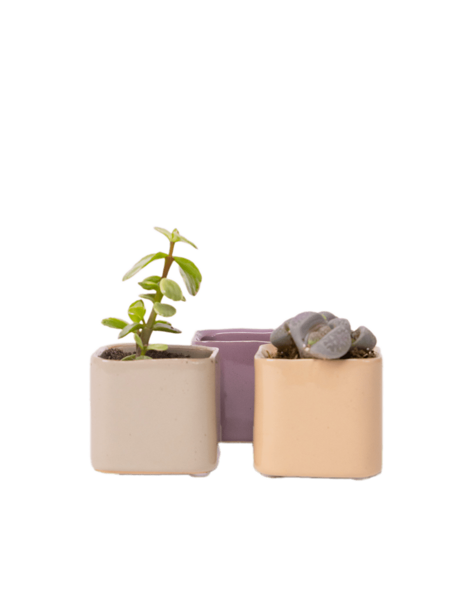 Svek Ceramic Indoor Succulent Pot - Chive US Wholesale