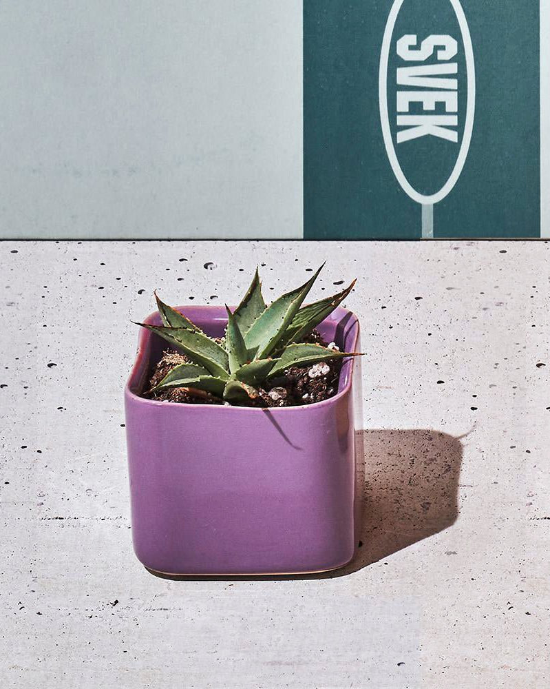 Svek Ceramic Indoor Succulent Pot - Chive US Wholesale