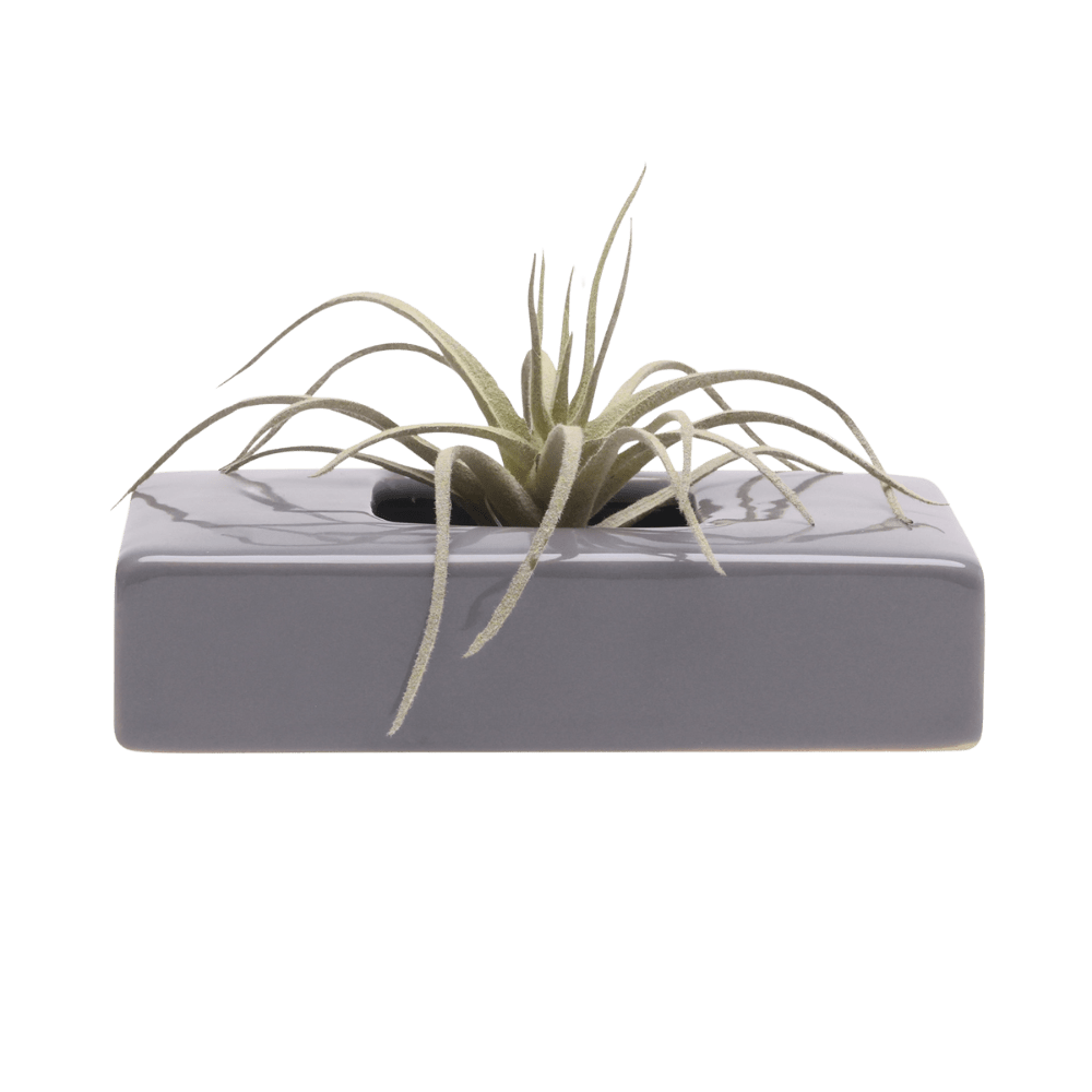 Swayzak Ceramic Dish For Ikebana Kenzans Kit - Chive US Wholesale