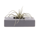 Swayzak Ceramic Dish For Ikebana Kenzans Kit - Chive US Wholesale